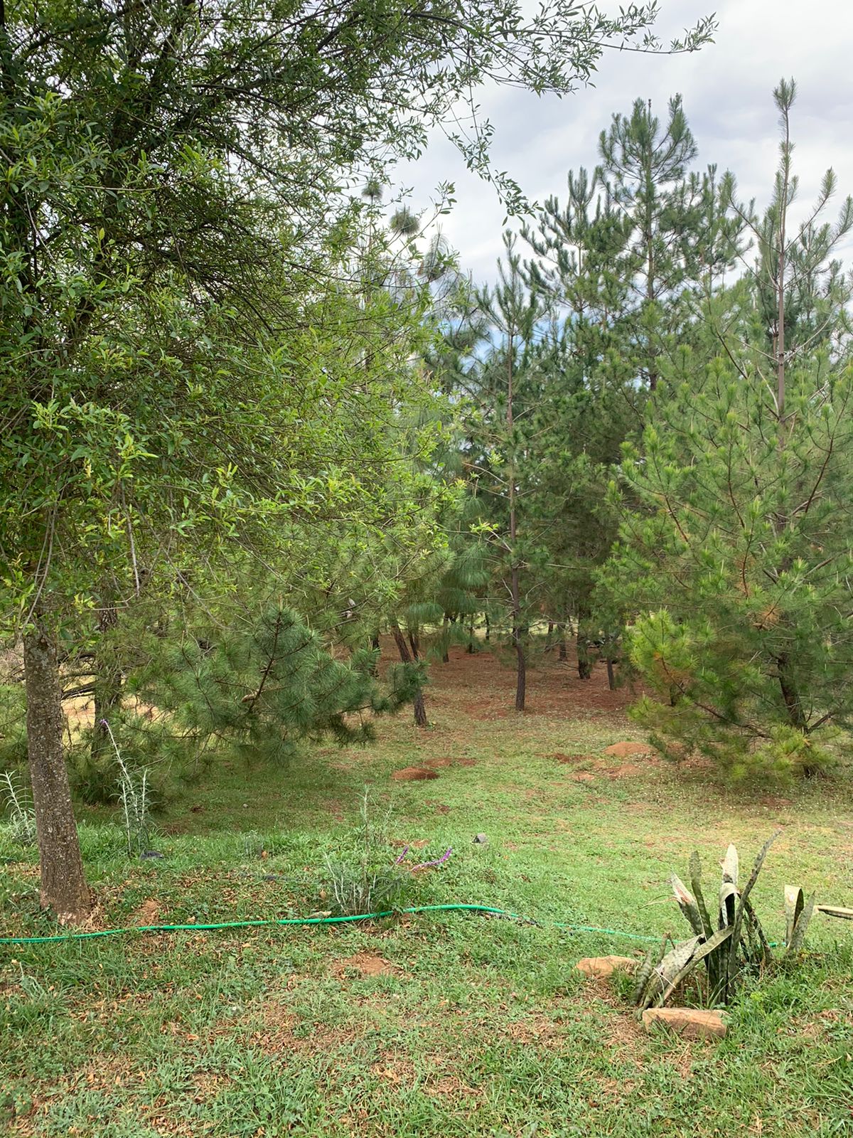 Campamento: fogata y ambiente nocturno